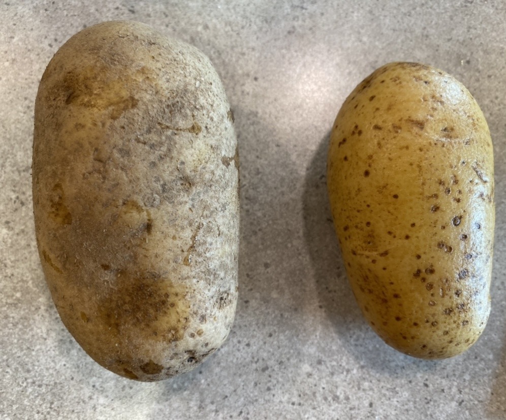 potato vs norwex cleaned potato