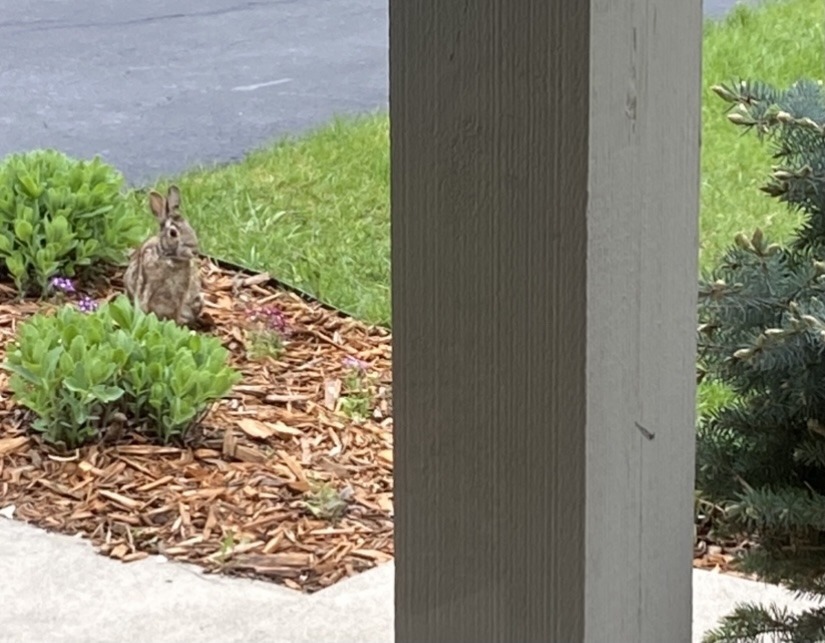 Bunny having a snack of my flowers