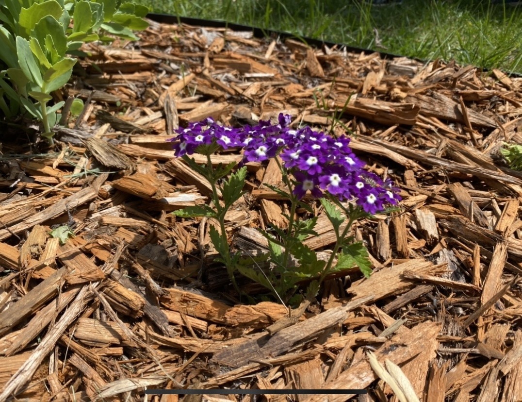 little purple flowers