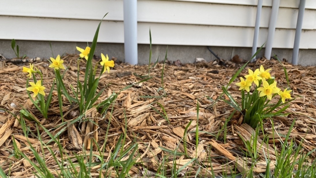 Two bunches of mini daffodils