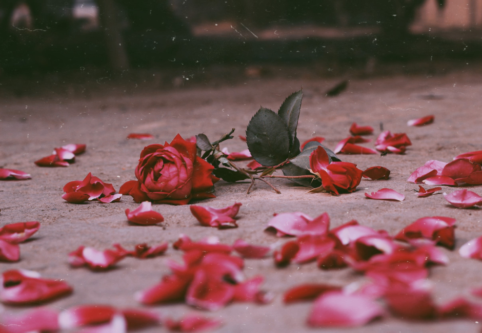 rose on ground